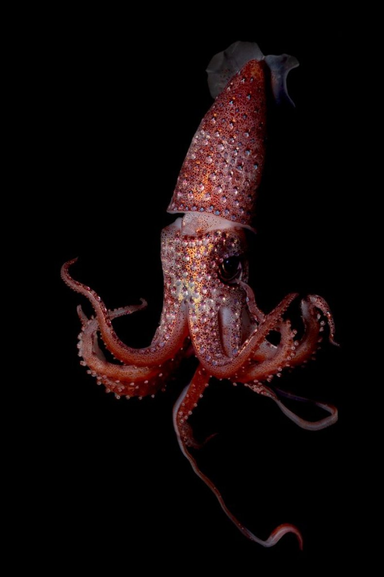 strawberry squid