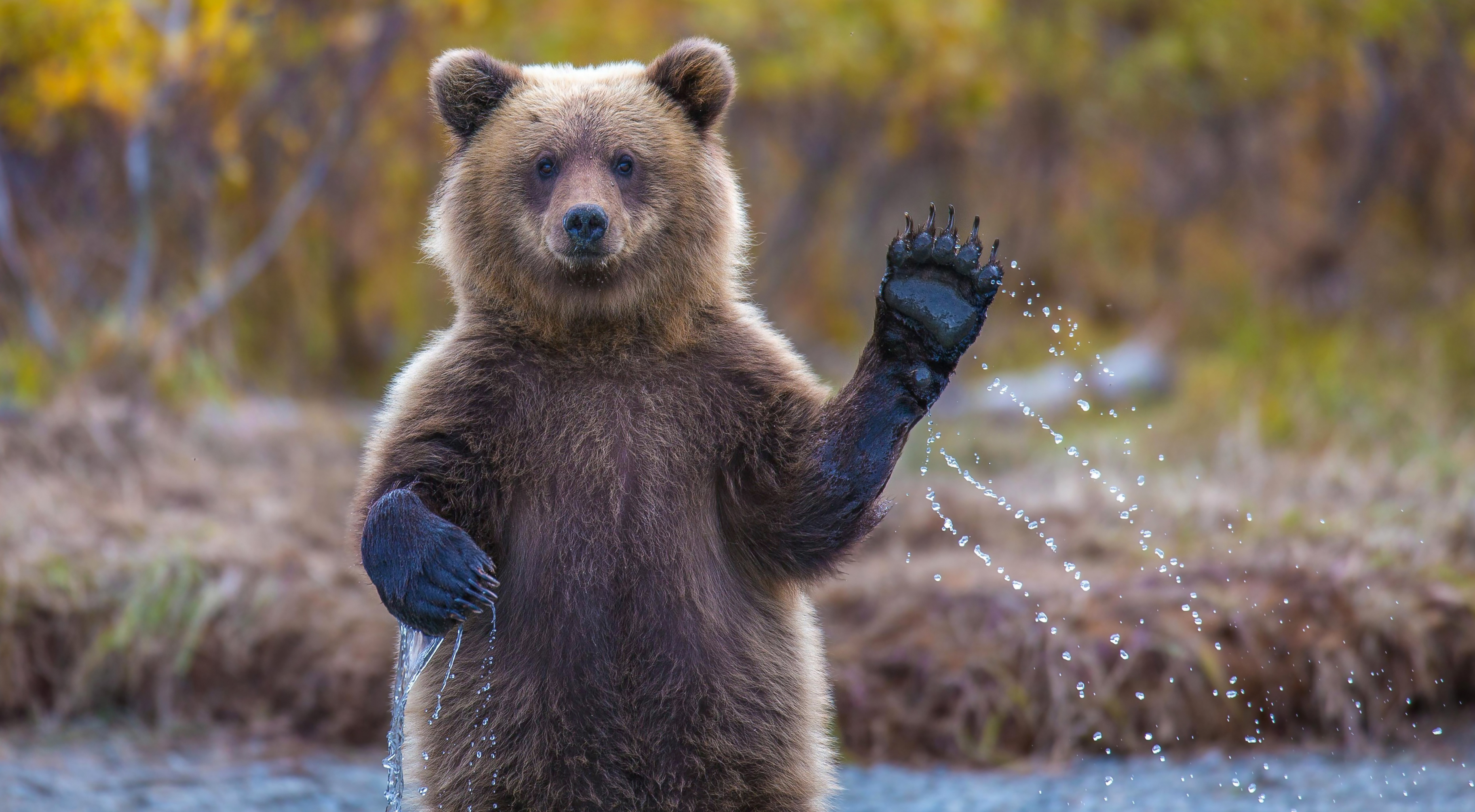 Bear Breaks Into California Home, 'Didn't Do Anything Other Than Eat'