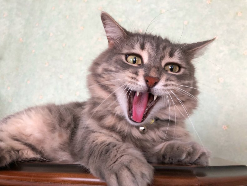 Cat with stripy fur and mouth open