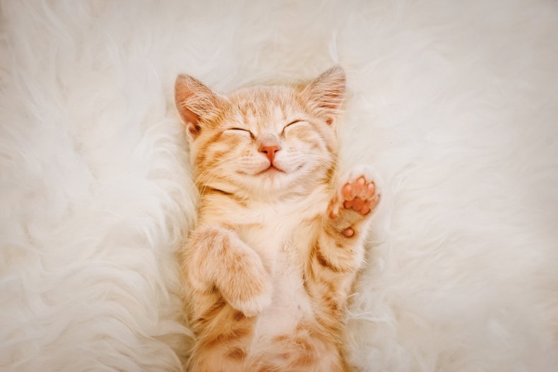 Ginger kitten lays on carpet