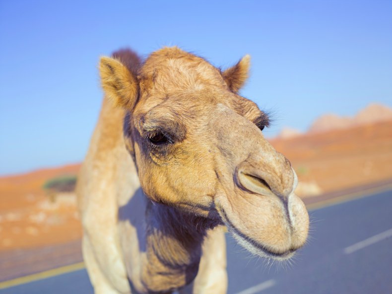 Stock image of a camel in desert.