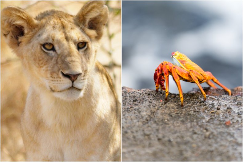 Tiny crab fends of lion pride
