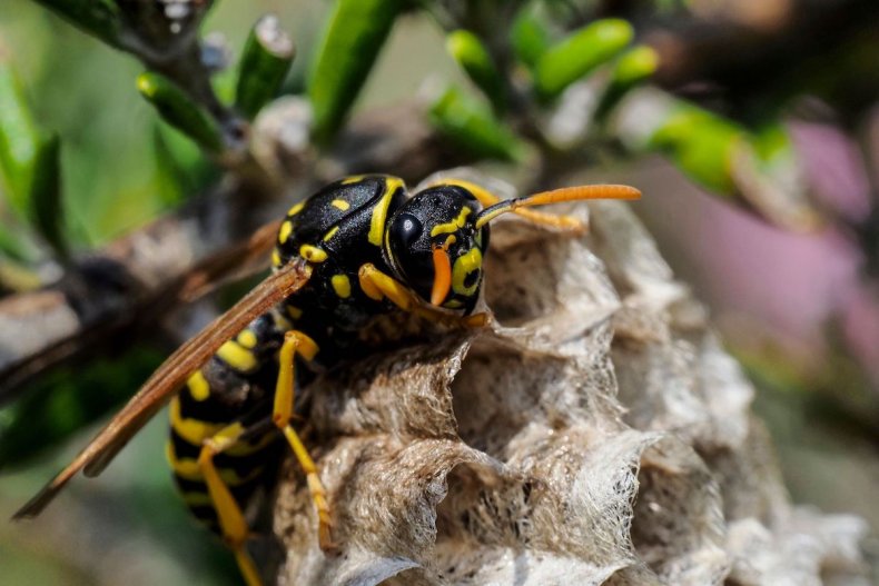 Paper wasp