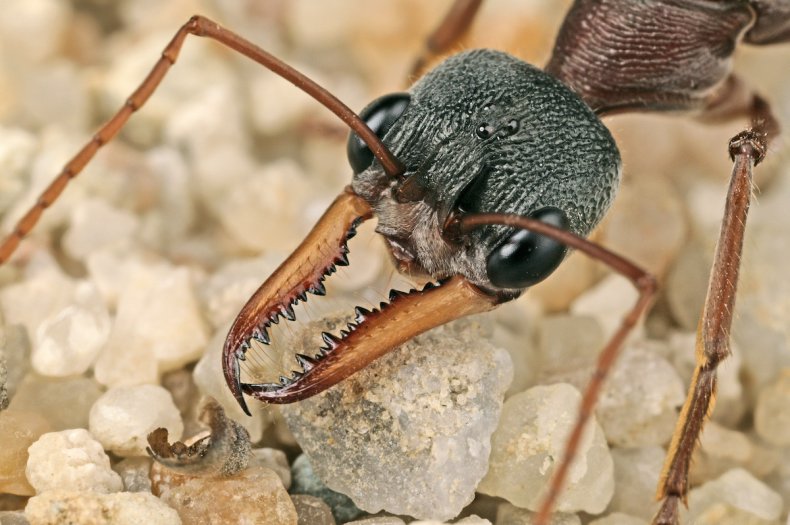 Bulldog ant