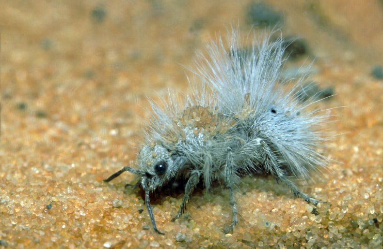 Thistle Ant