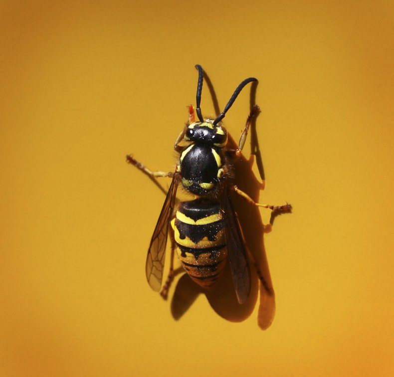Western Yellow Jacket wasp 