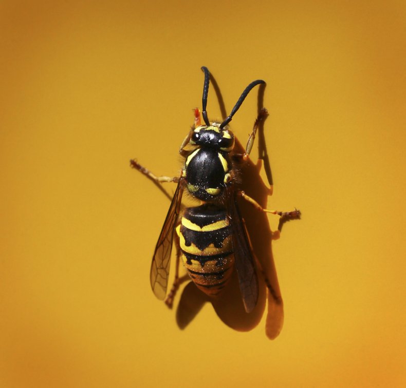 Guêpe Western Yellow Jacket 