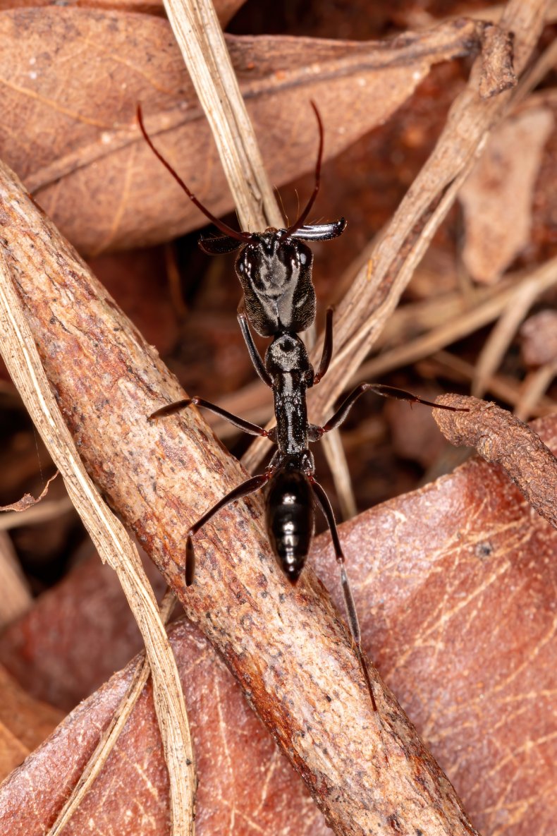 Claw ant