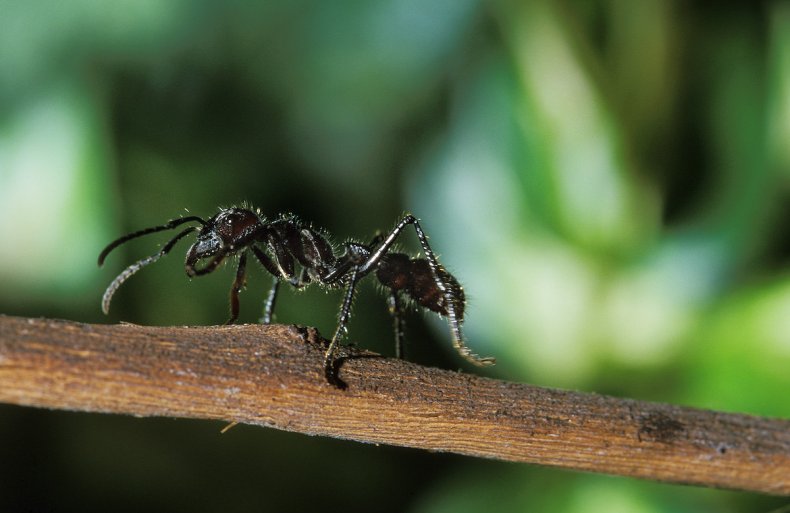 Bullet Ant