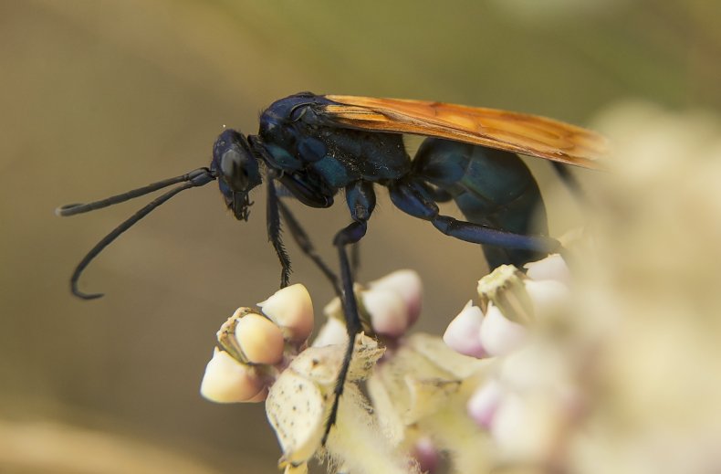 Tarantula eagle wasp