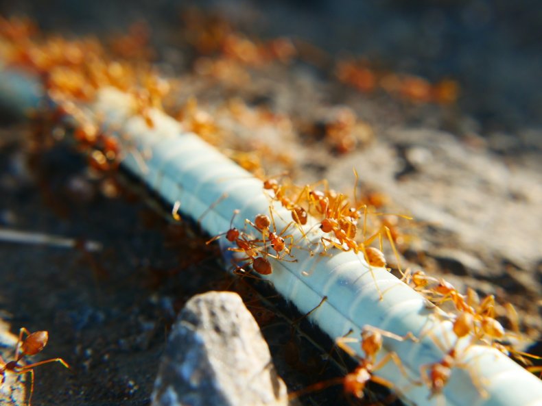 Red Fire Ant