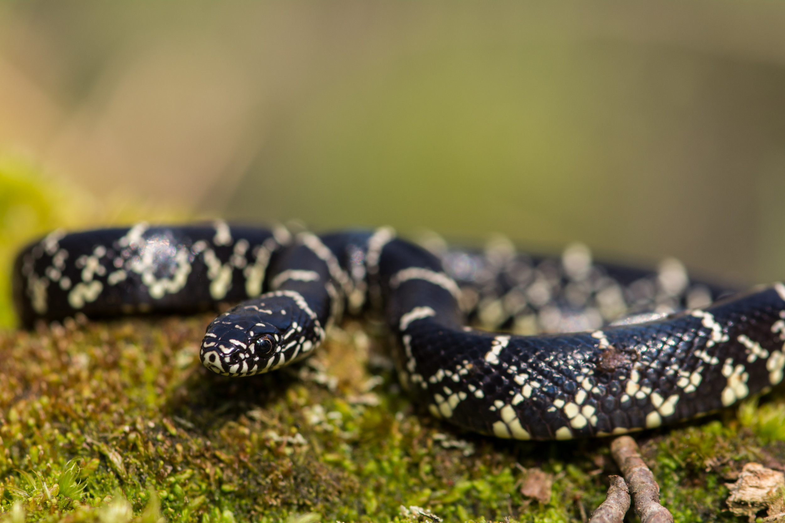 king snake eating copperhead