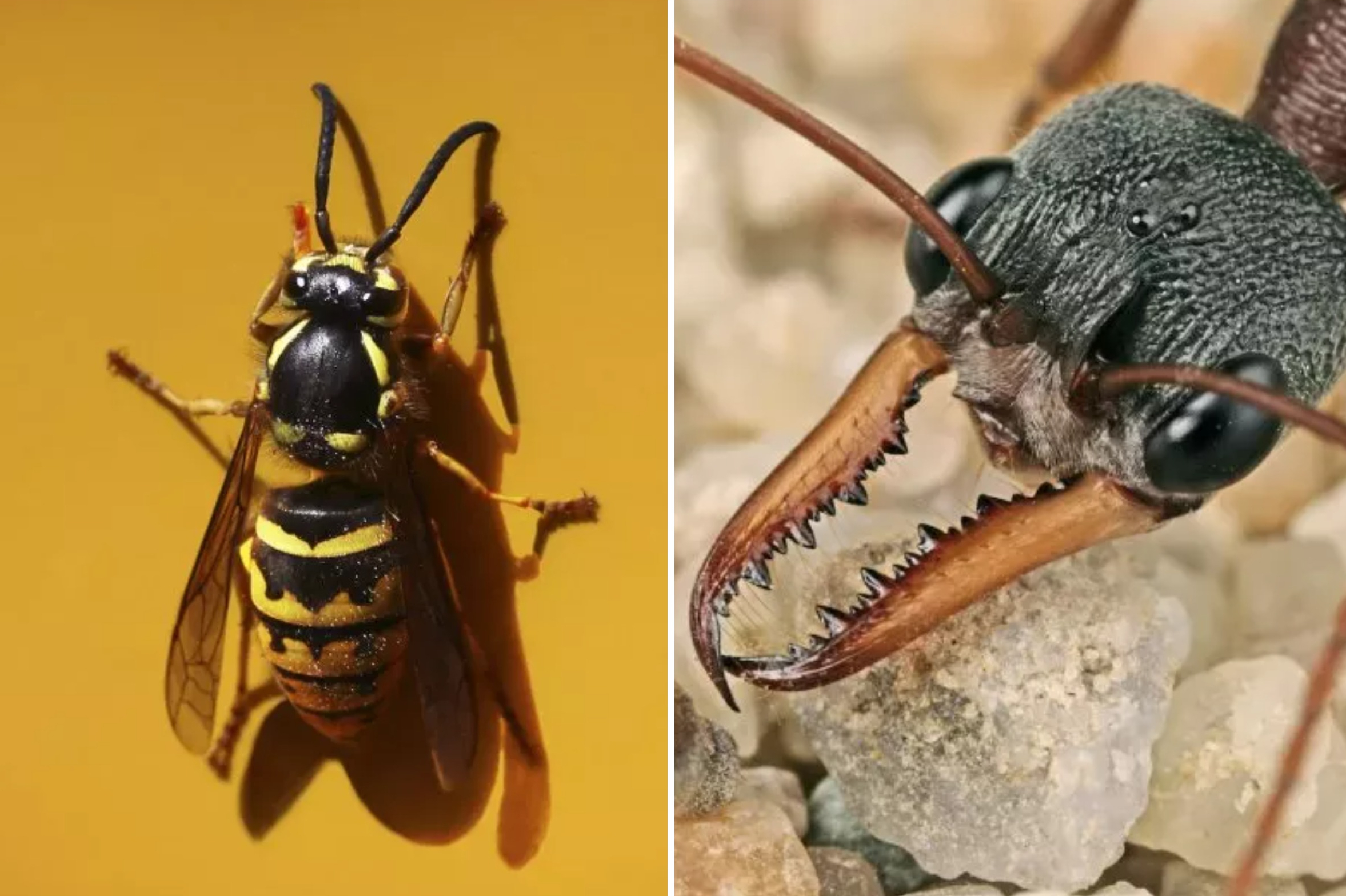 western yellow jacket wasp bulldog ant