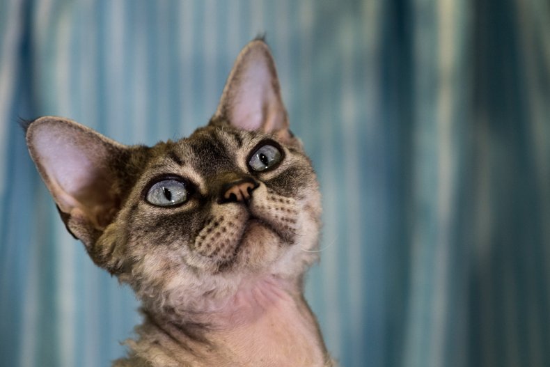 Devon Rex at Supreme Cat Show