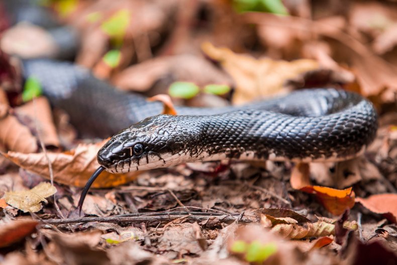 Black rat snake in Virginia