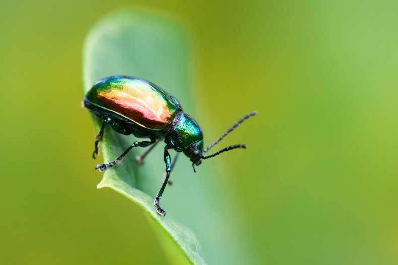 File photo of a Dogbane beetle