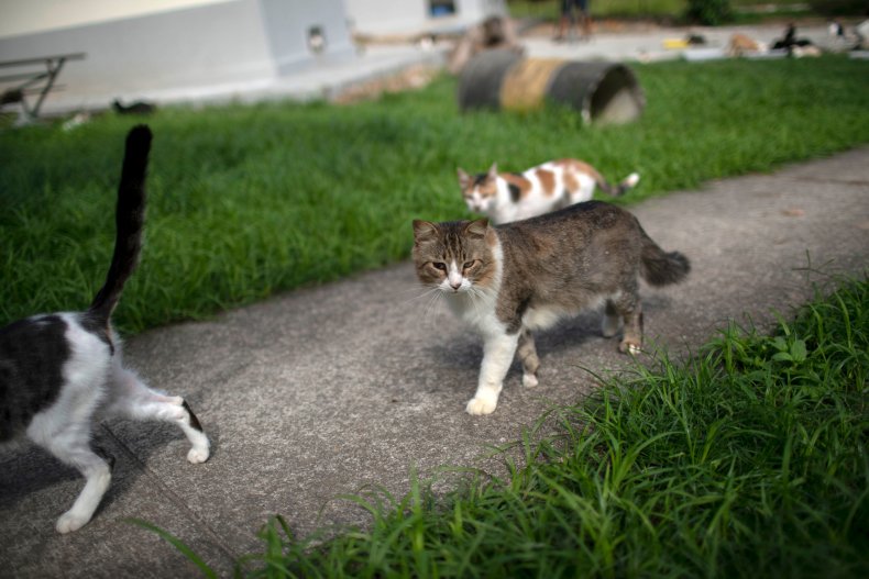 Cats walk outdoors in Brazil. 