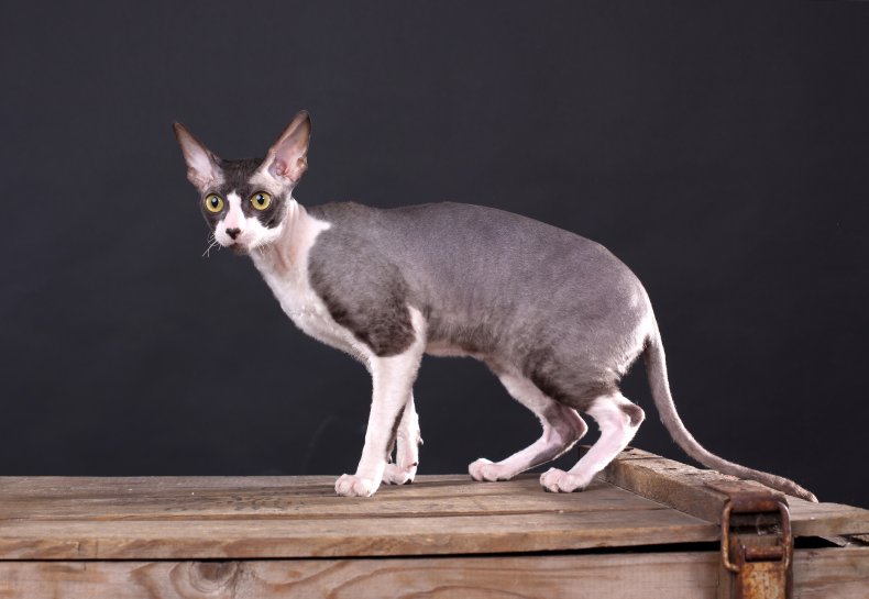 Devon Rex