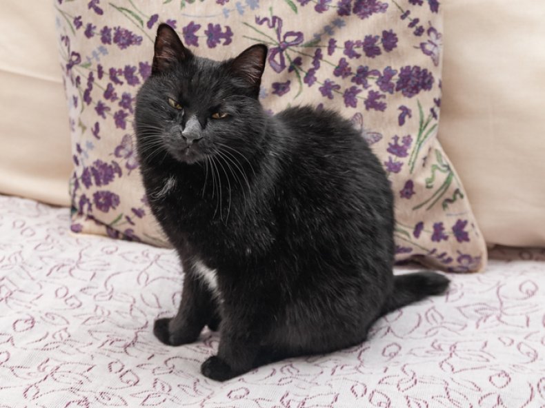 Kurilian Bobtail