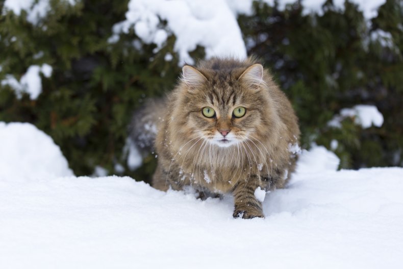 Siberian