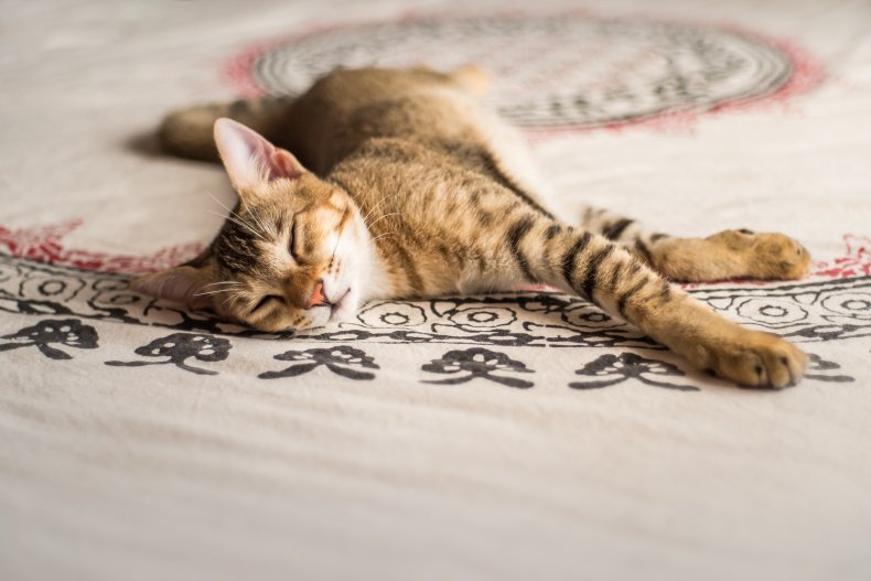 Chausie