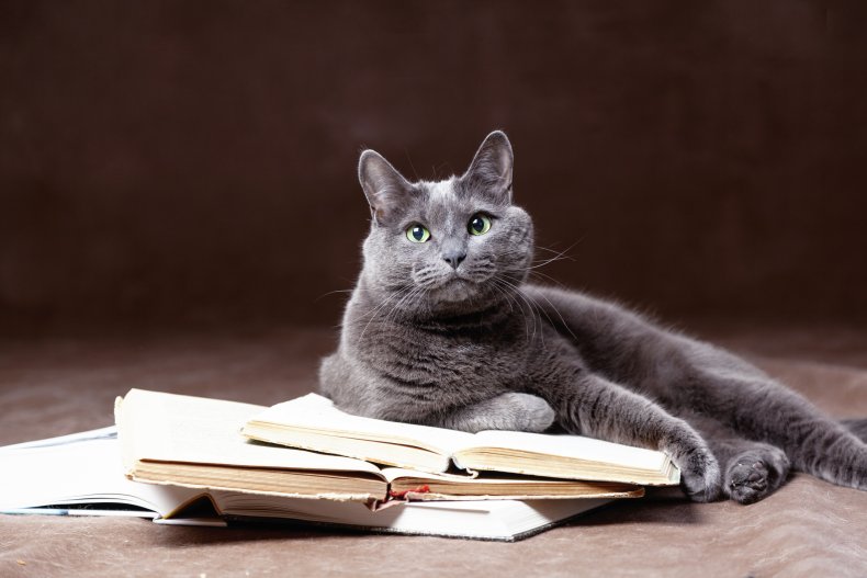 Russian Blue