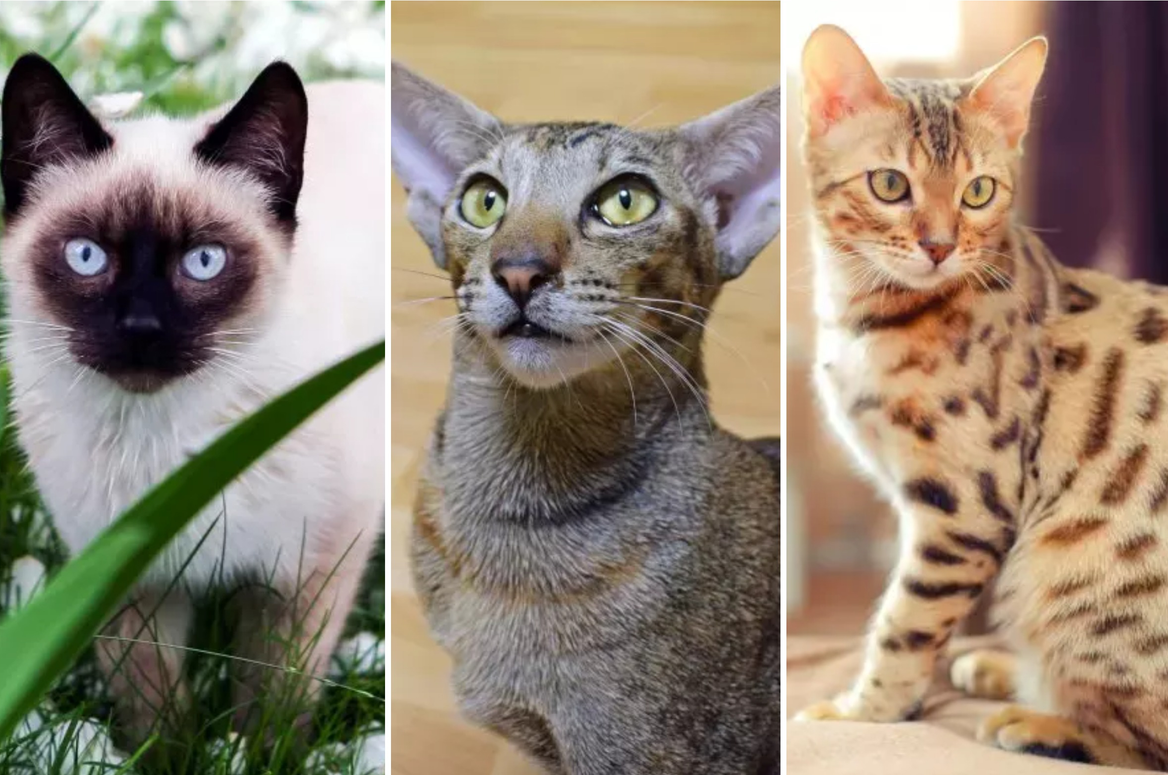 20 Cat Breeds That Shed the Least