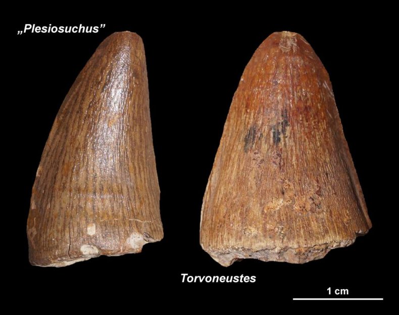 Plesiosuchus and Torvoneustes teeth
