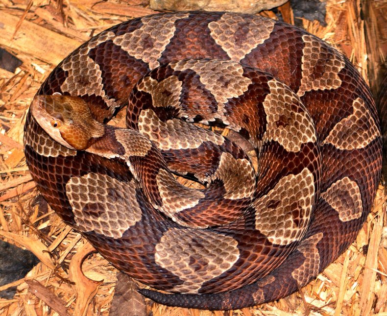 Venomous copperhead snake bite hospitalizes teen