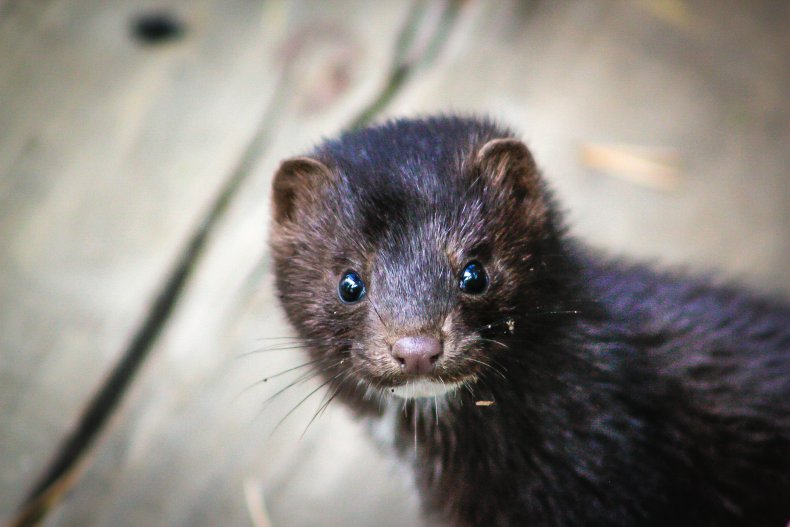 American mink in Florida Everglades
