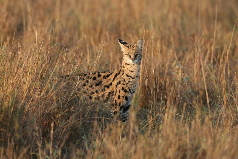 African Serval 