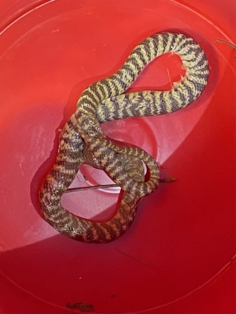 Zebra cobra after being captures