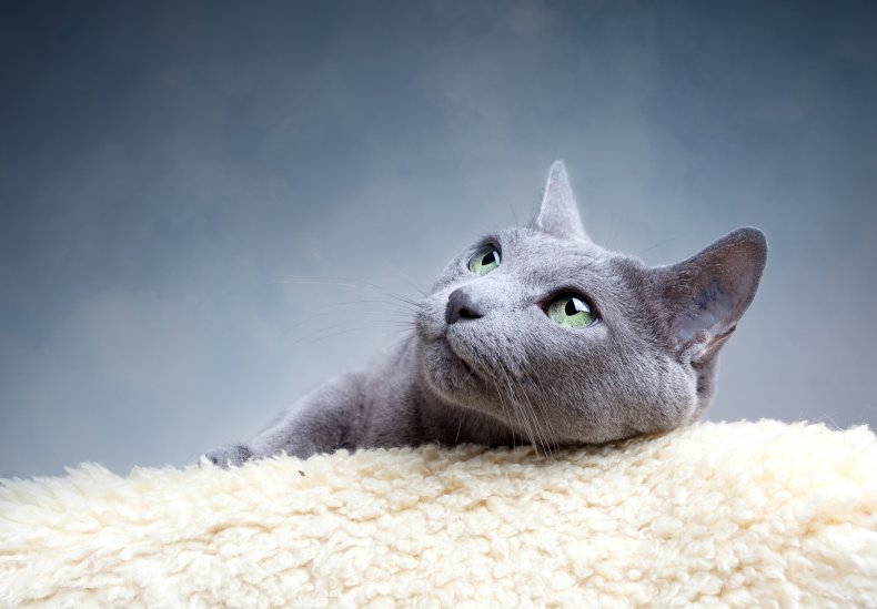 Russian blue cat