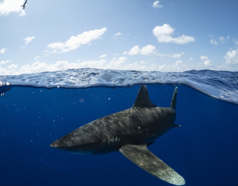 SharkFest promo image