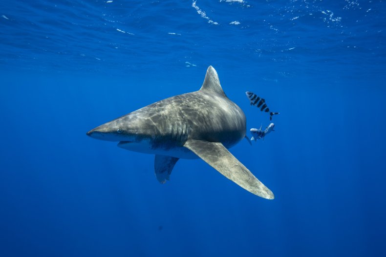 Shark underwater for SharkFest promo