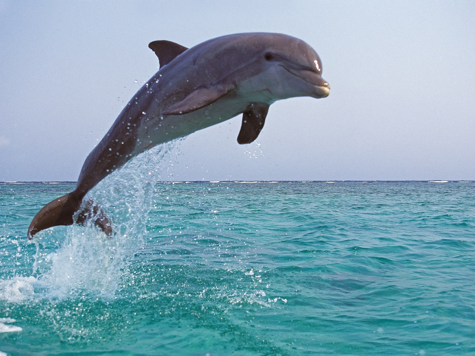 Dolphin Protects Divers From a Shark in Incredible Viral Video