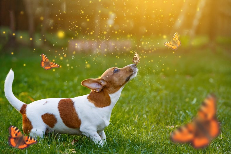 Dog playing with butterflies