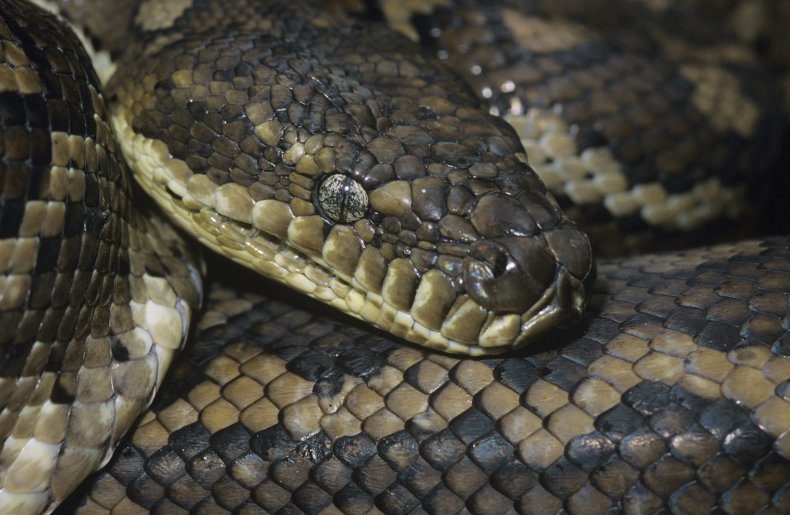 A carpet python