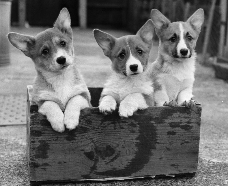 Corgi dogs