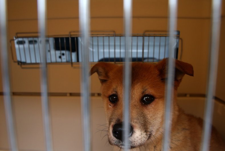 Dog in crate