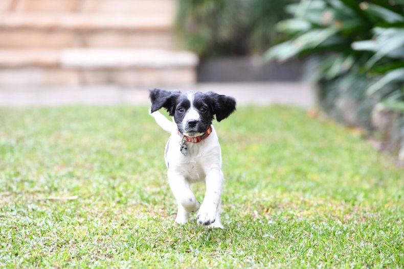English Springer Spaniel puppy