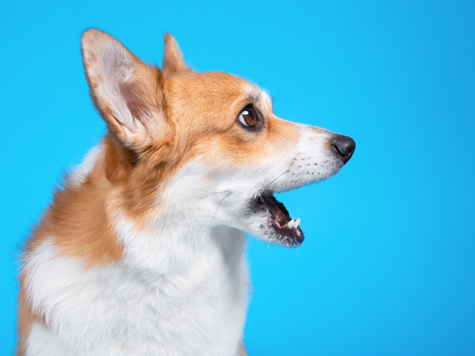 Dog Asks Woman Where Are You Going In Incredible Viral Video Dog Asks Woman Where Are You Going In Incredible Viral Video