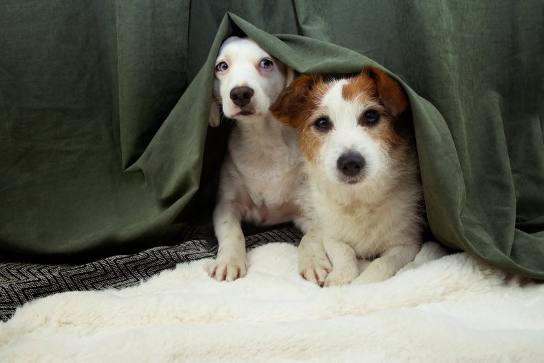 Dogs hiding under a blanket
