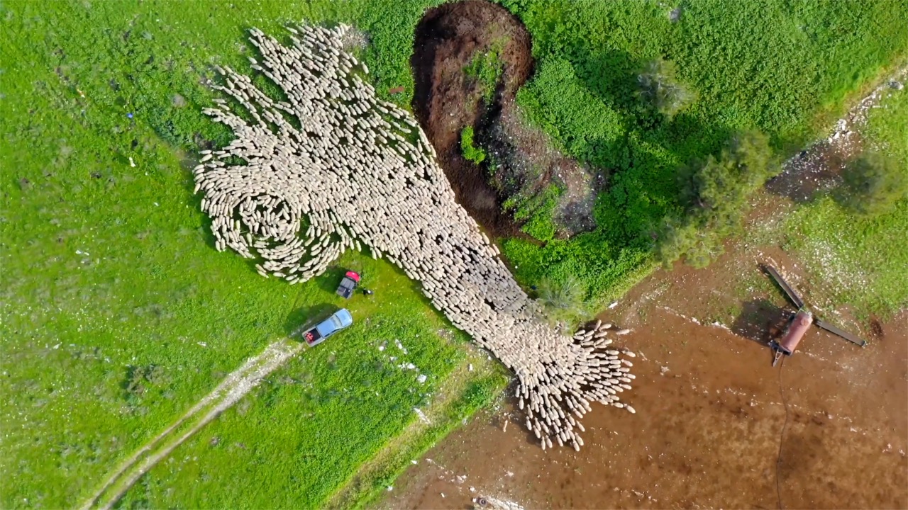 Migration of 1000-strong Herd of Sheep Captured in Epic Drone Footage