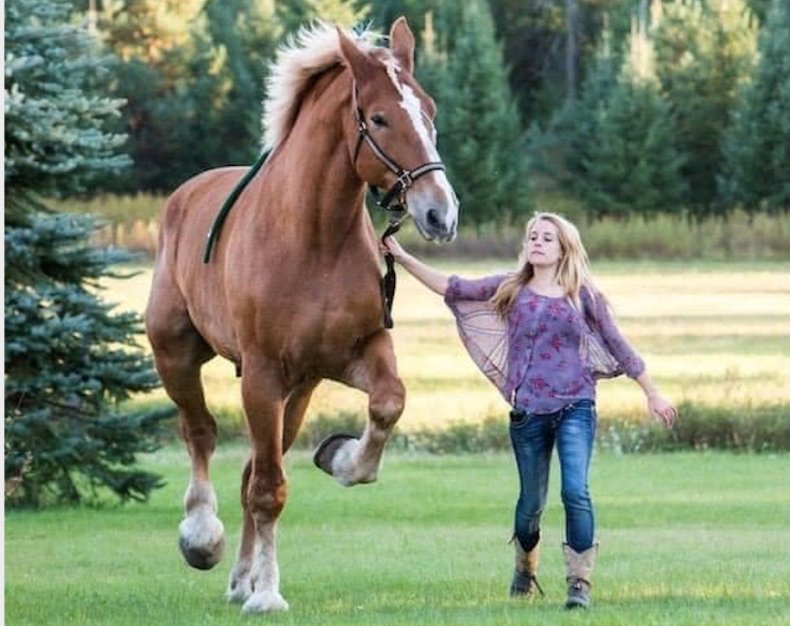 big jake horse world's tallest smokey hollowfarm