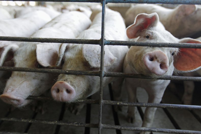 Meat Industry