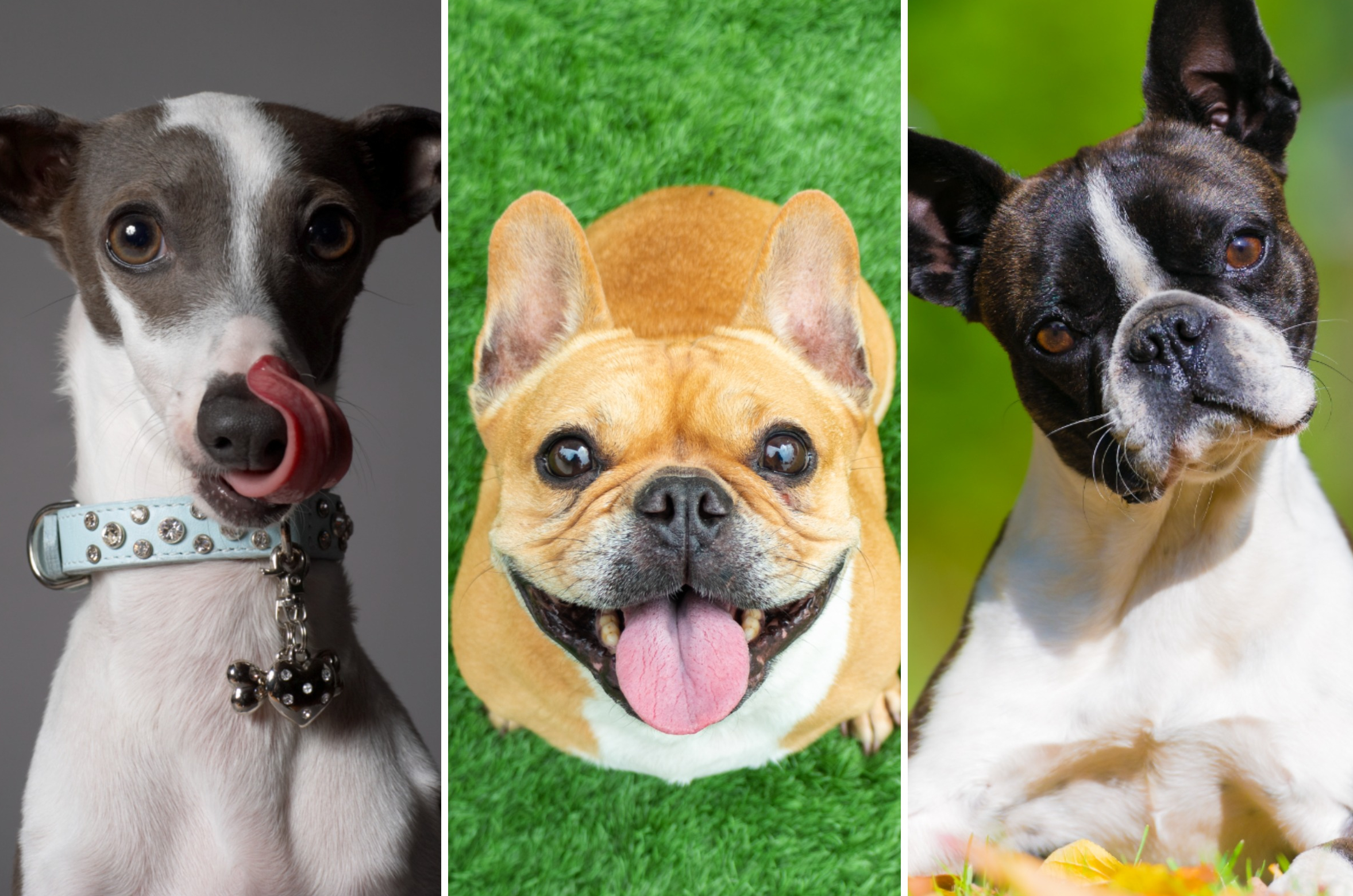 The 20 Most Affectionate Small Dog Breeds