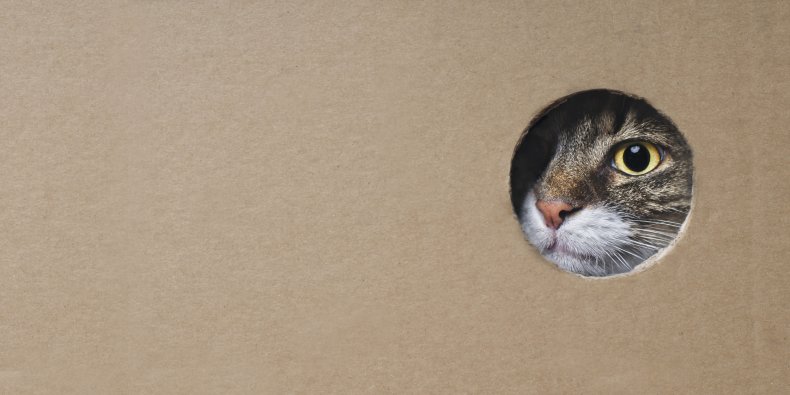 Cat spying through a hole