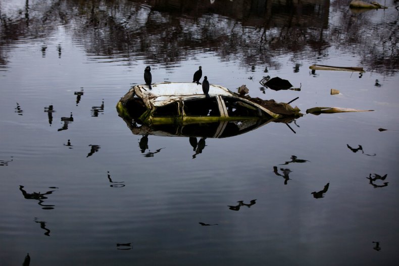 Birds sit on a semi-submerged car.