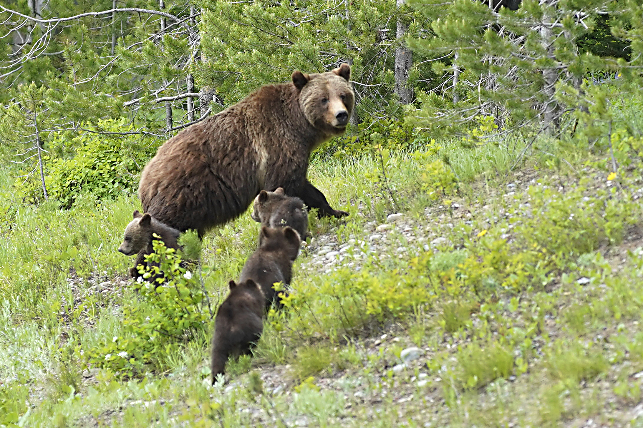 Woman killed by grizzly bear while camping in Montana